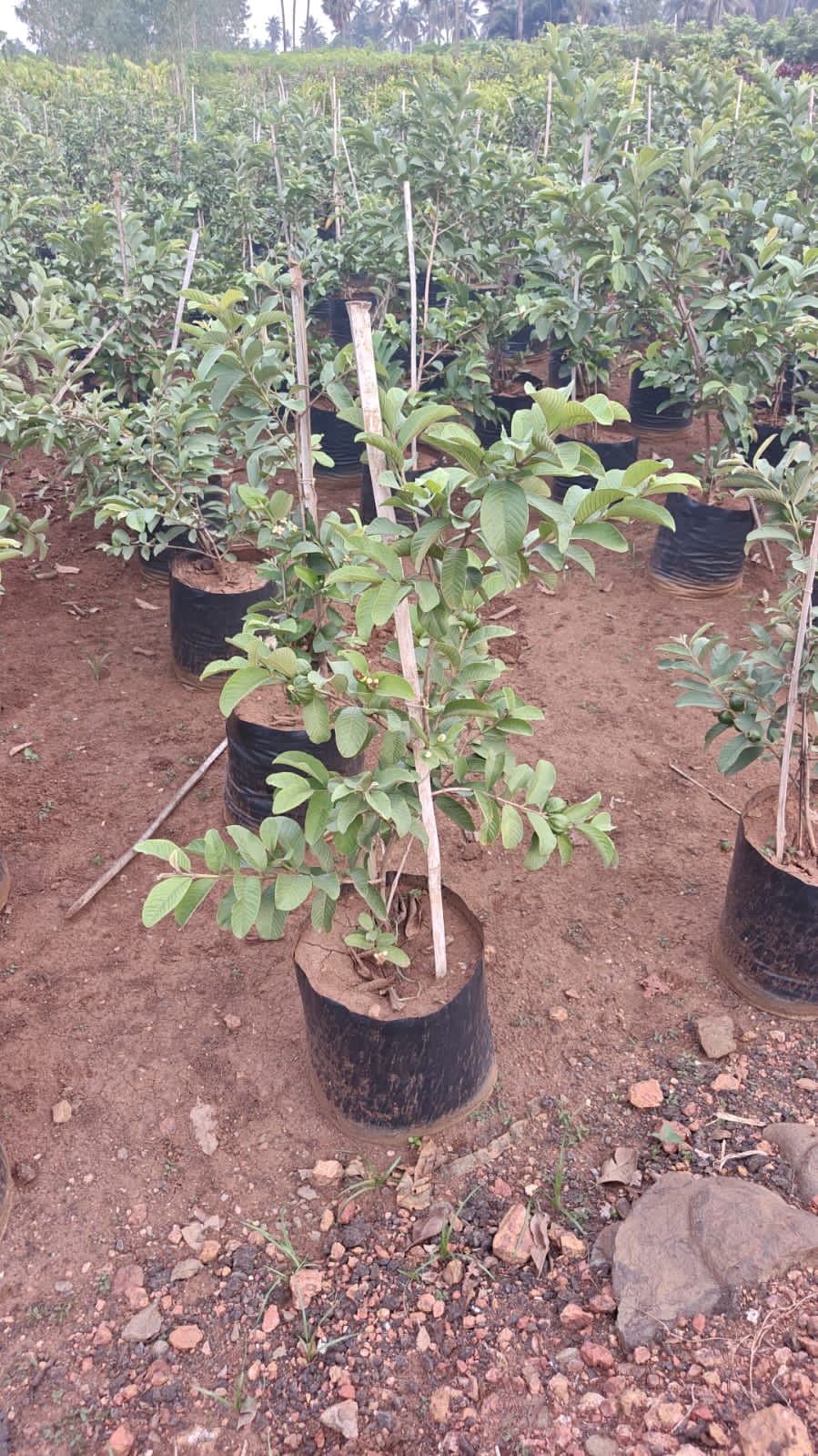 Guava Plant