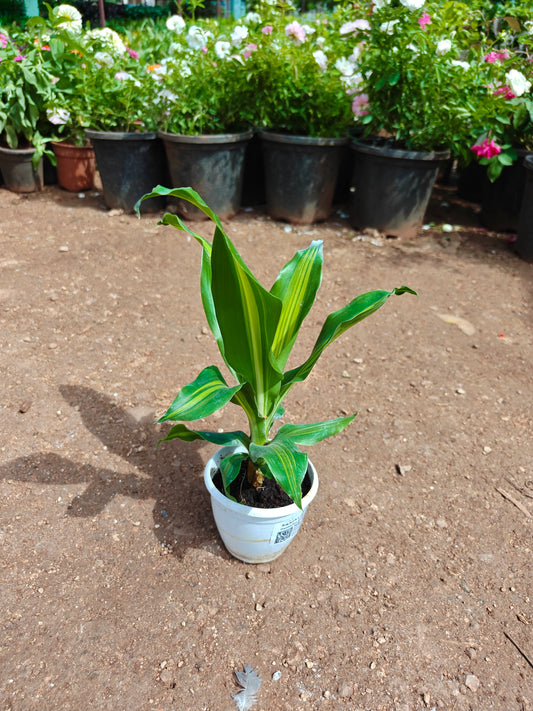 Dracaena Dara Singh