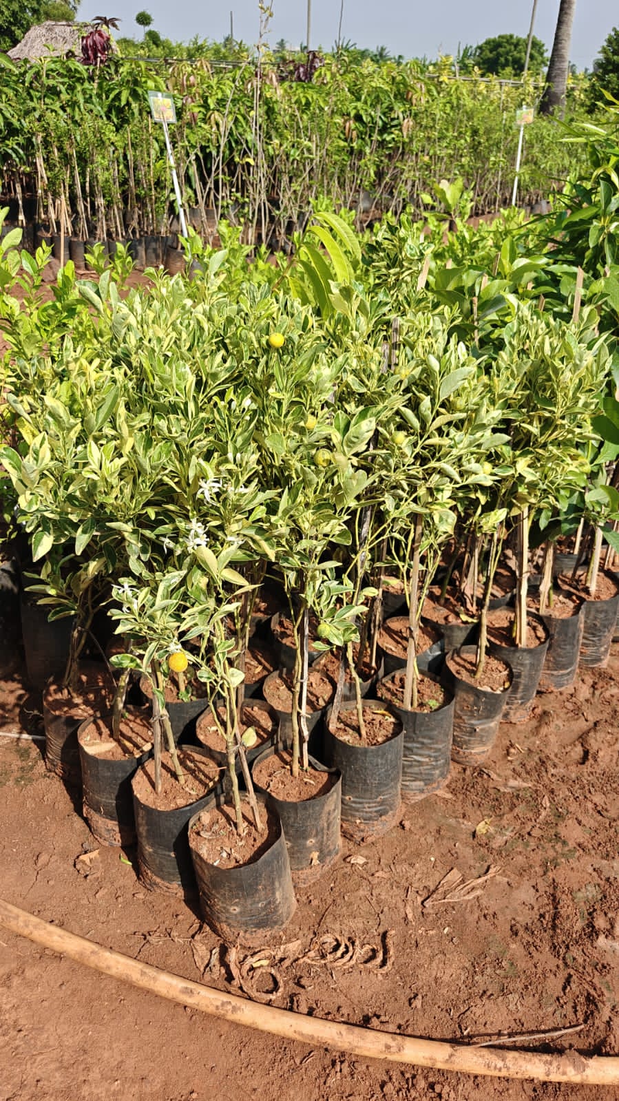 Variegated Table Lemon