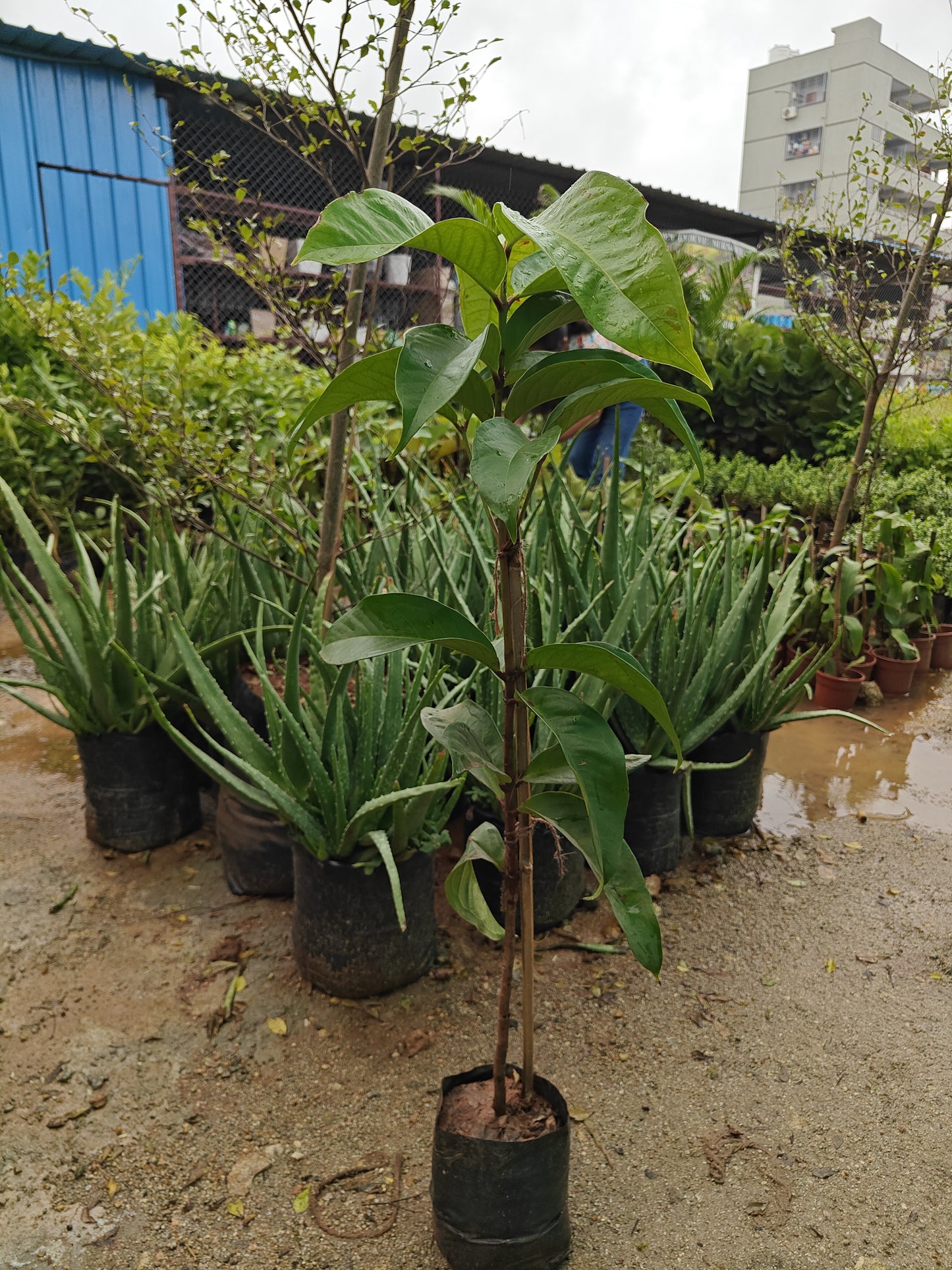 Apple Plant