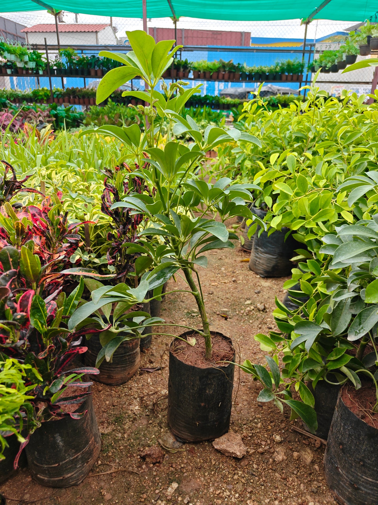 Schefflera