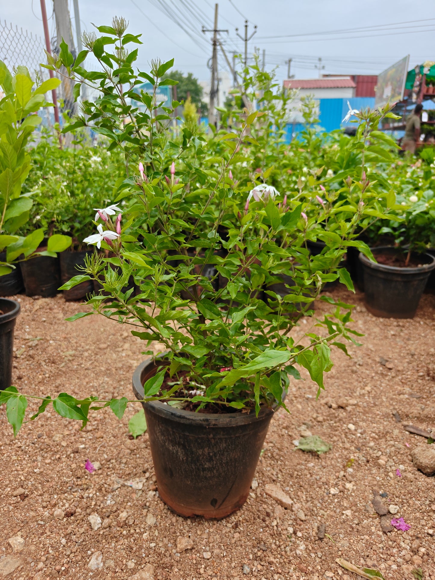 Kagada Malli