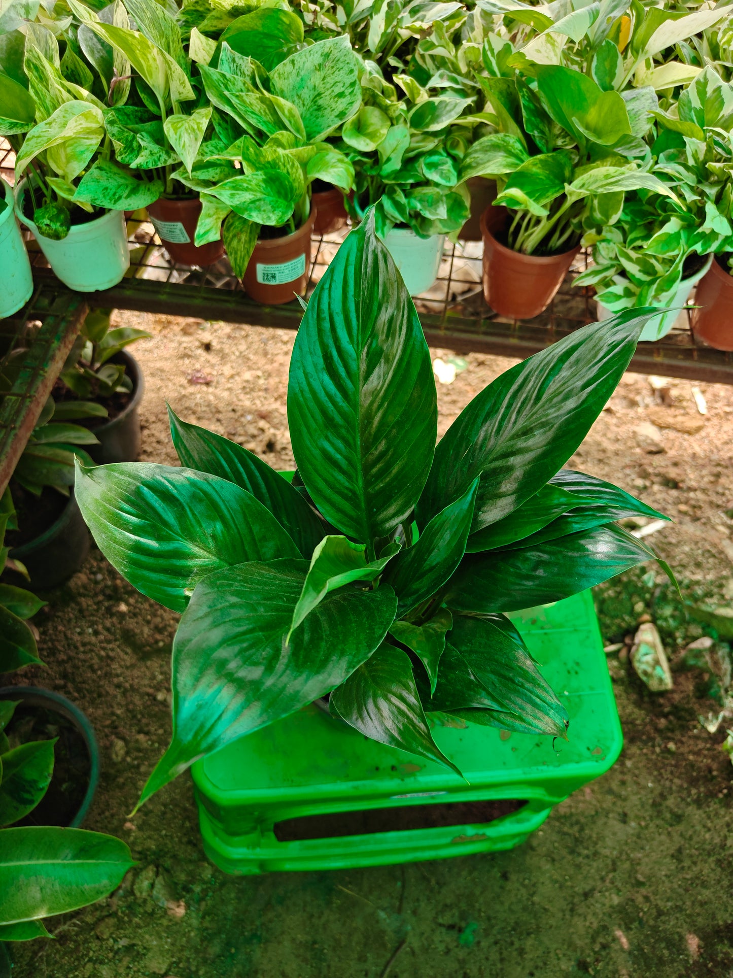 Peace lilly with water Pot