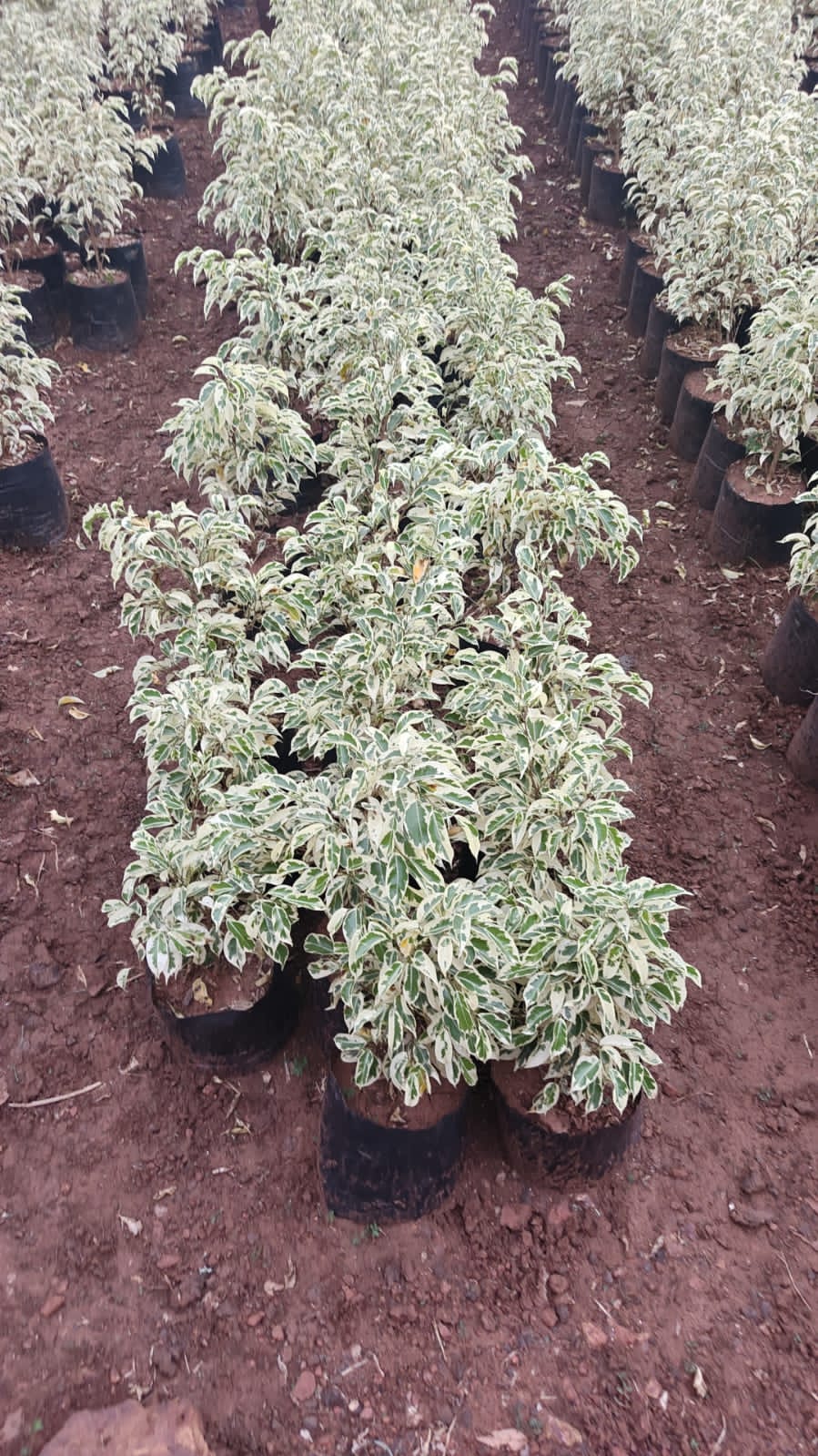 Star light plant