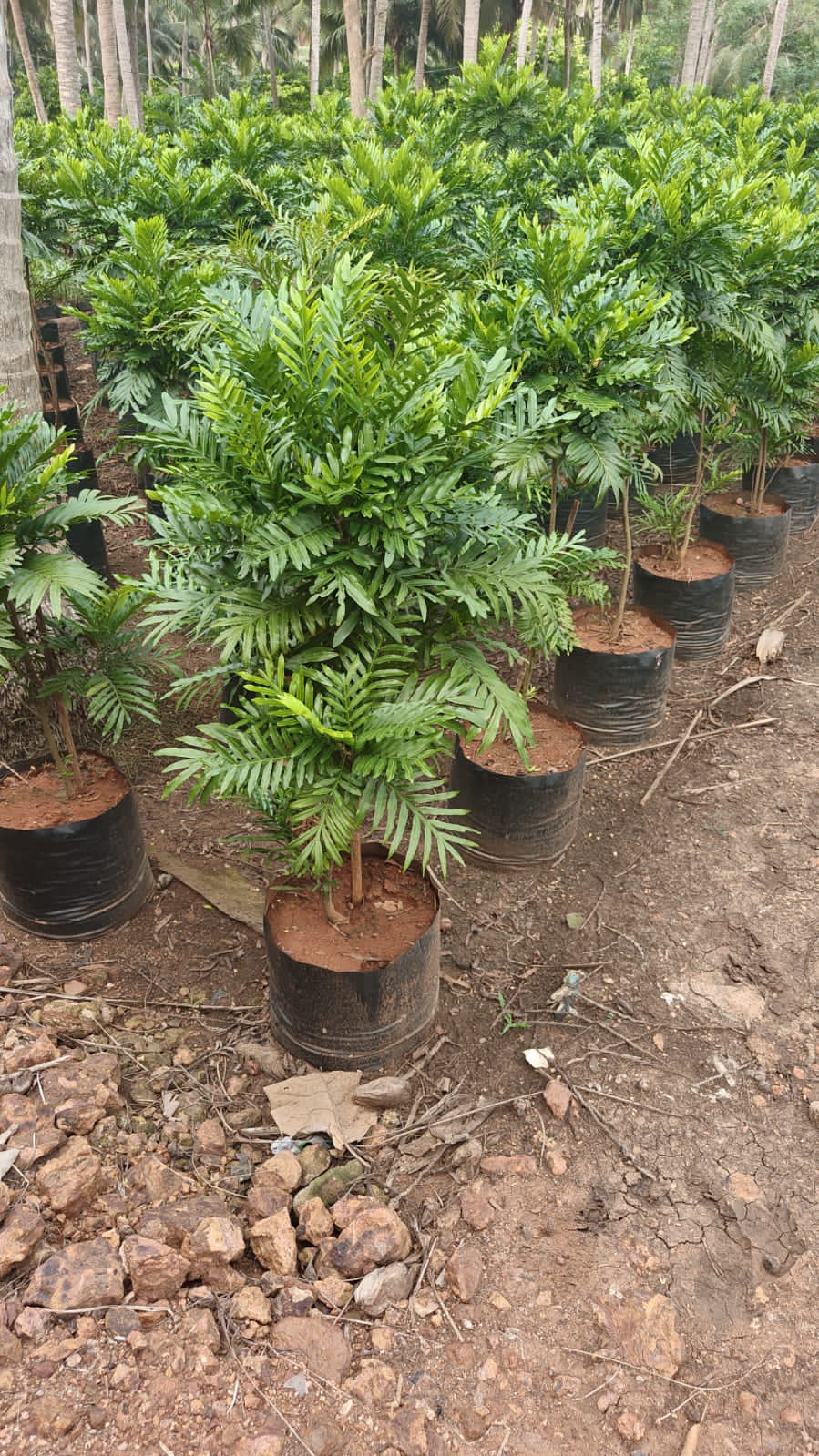 Felocima Plant