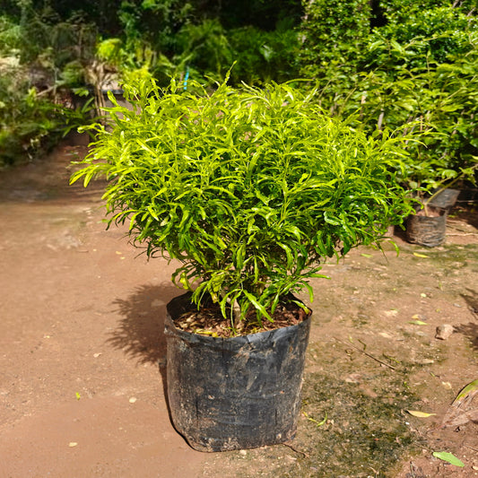 Arelia Green