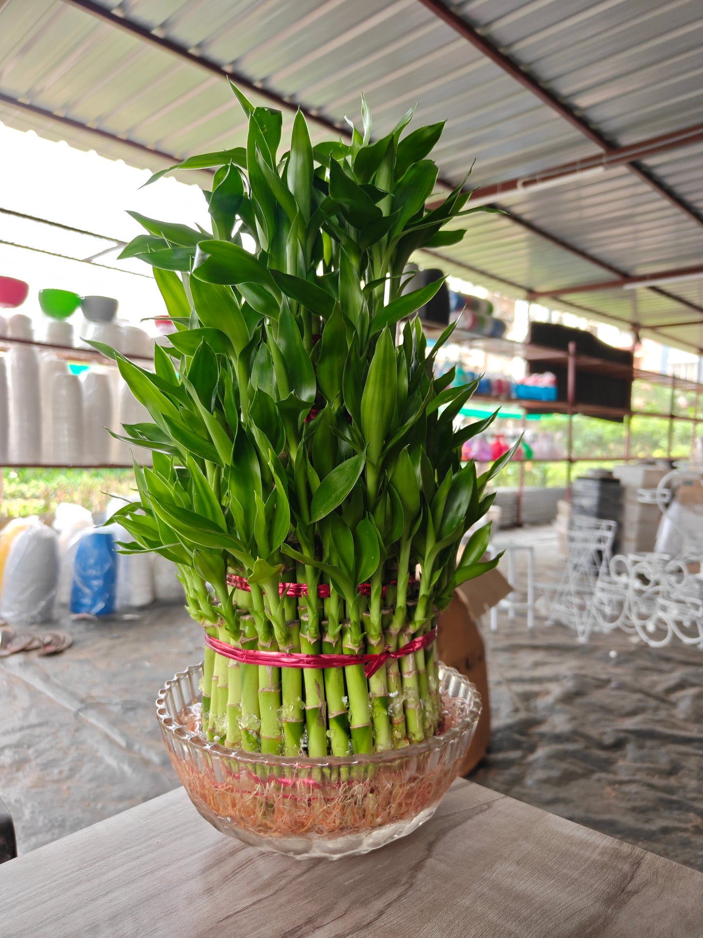 Lucky bamboo 5 layer with Bowl