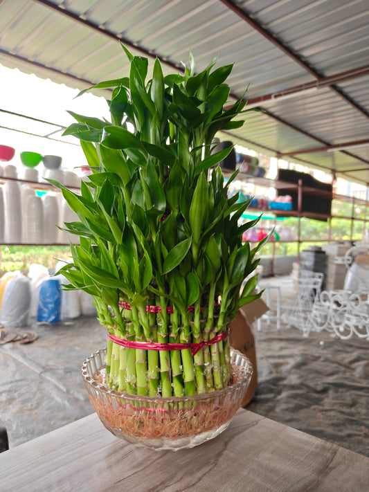Lucky bamboo 5 layer with Bowl