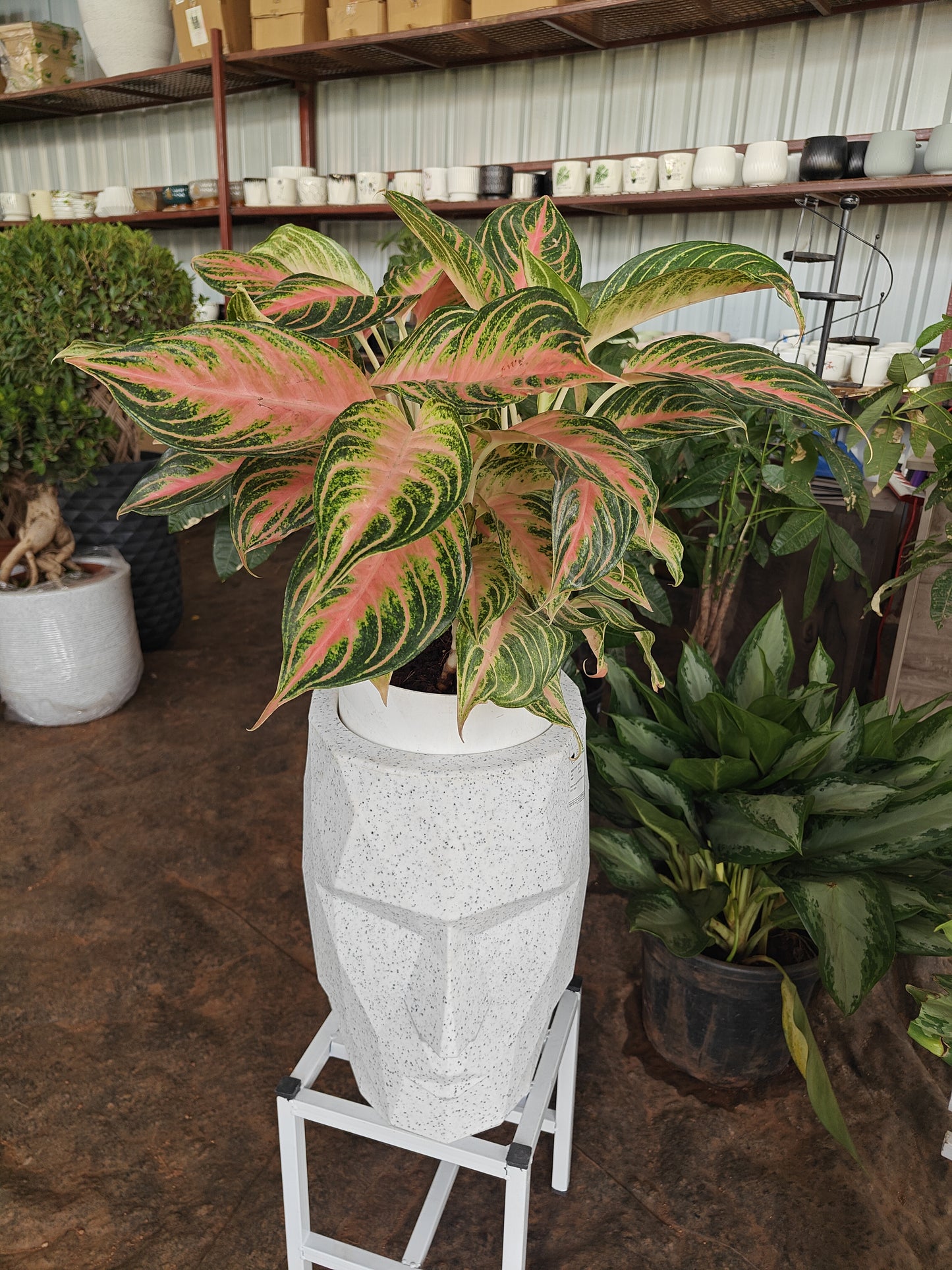 Face Lift Pot
