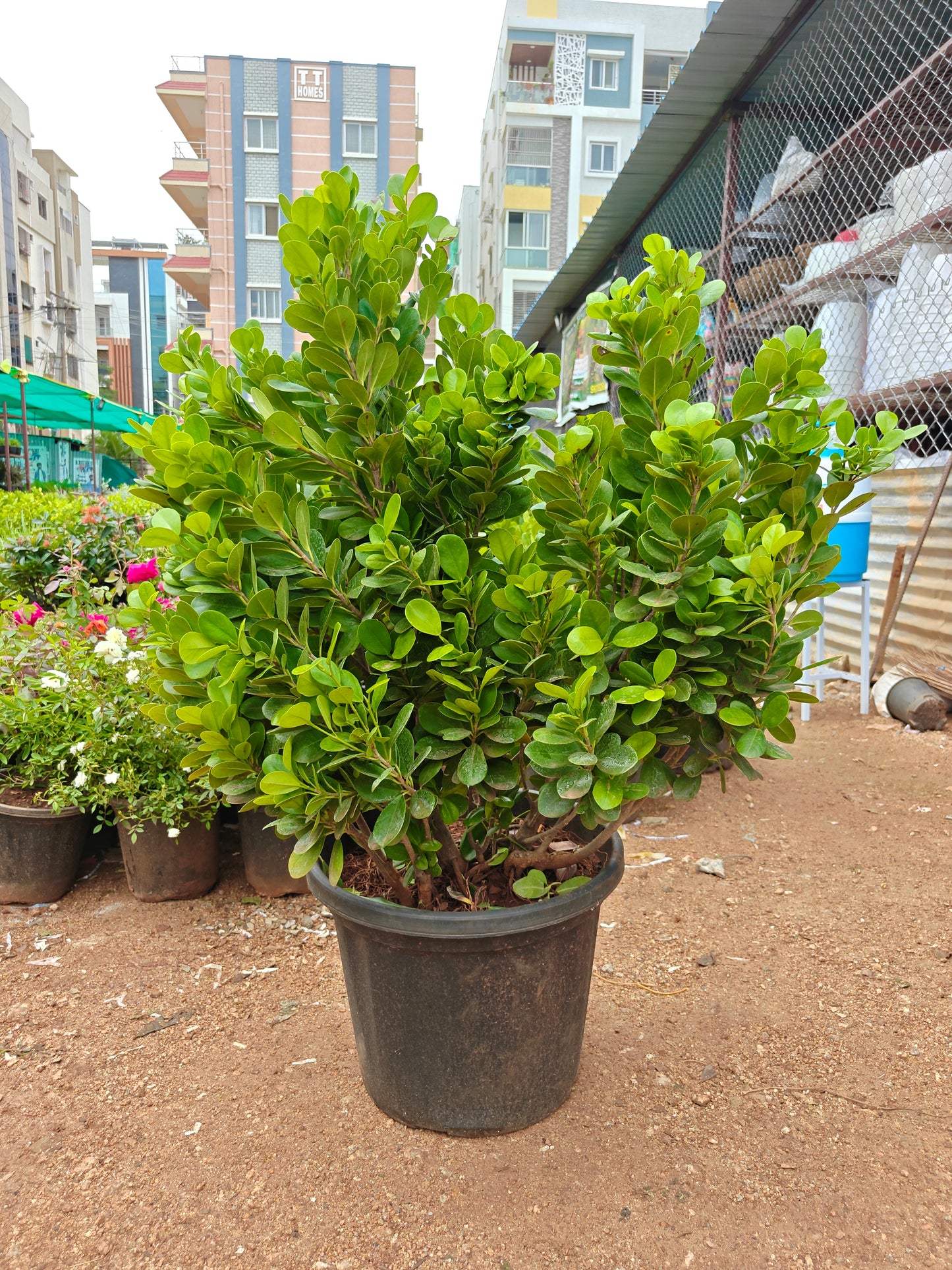 Ficus Panda Pot