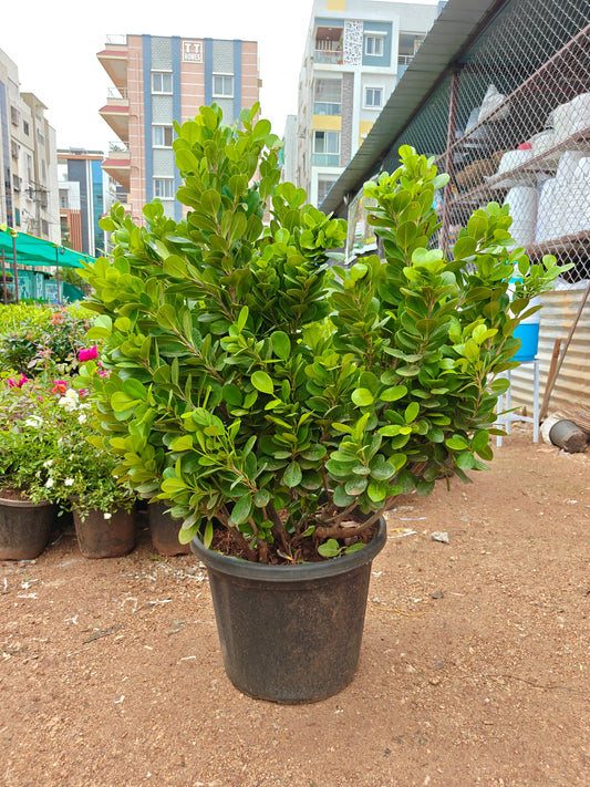 Ficus Panda Pot