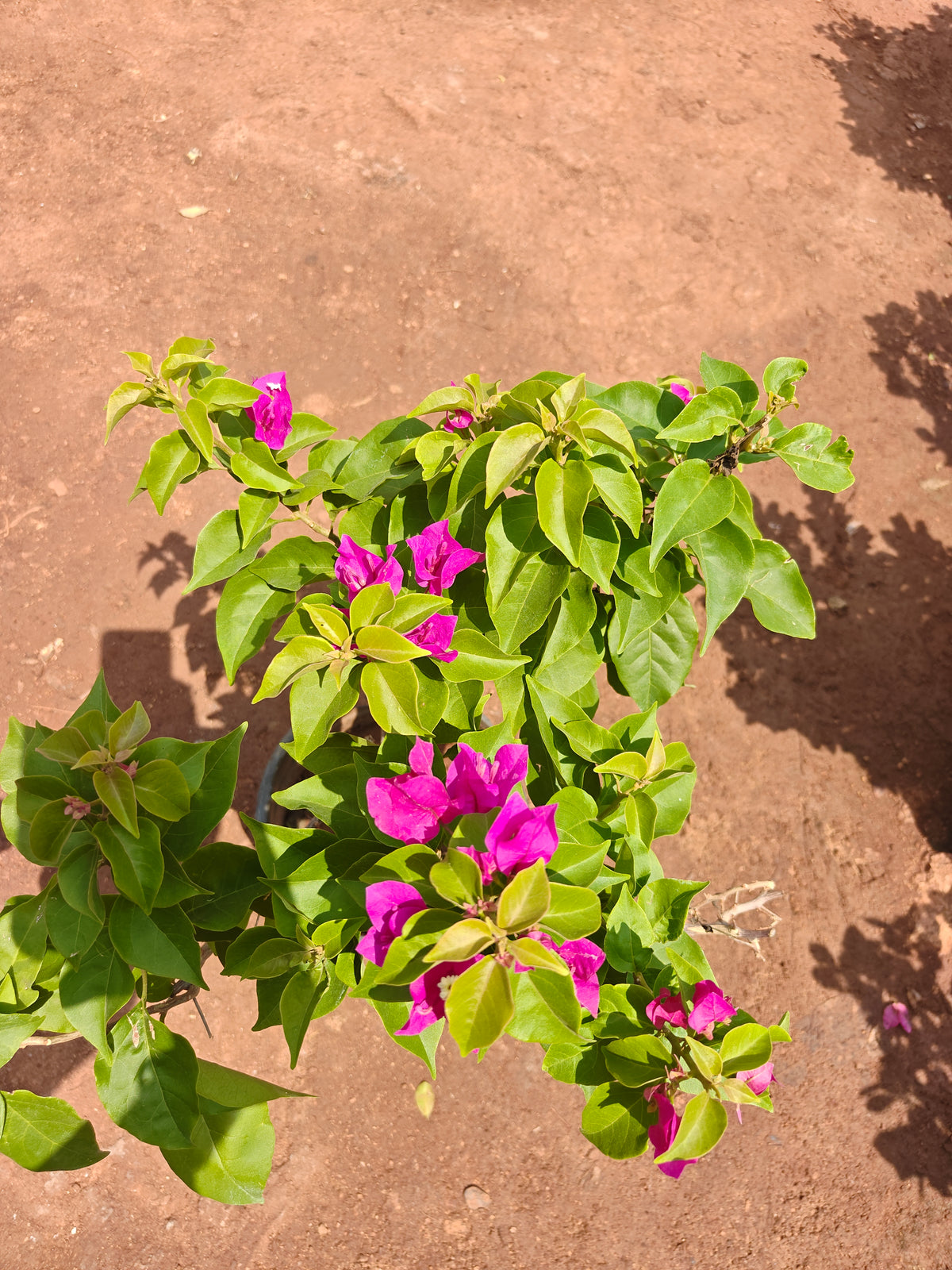 Bougainvillea plant