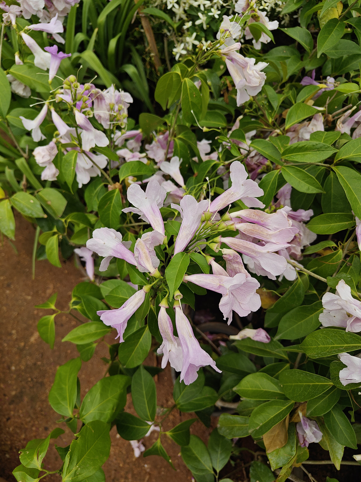 Garlic vine