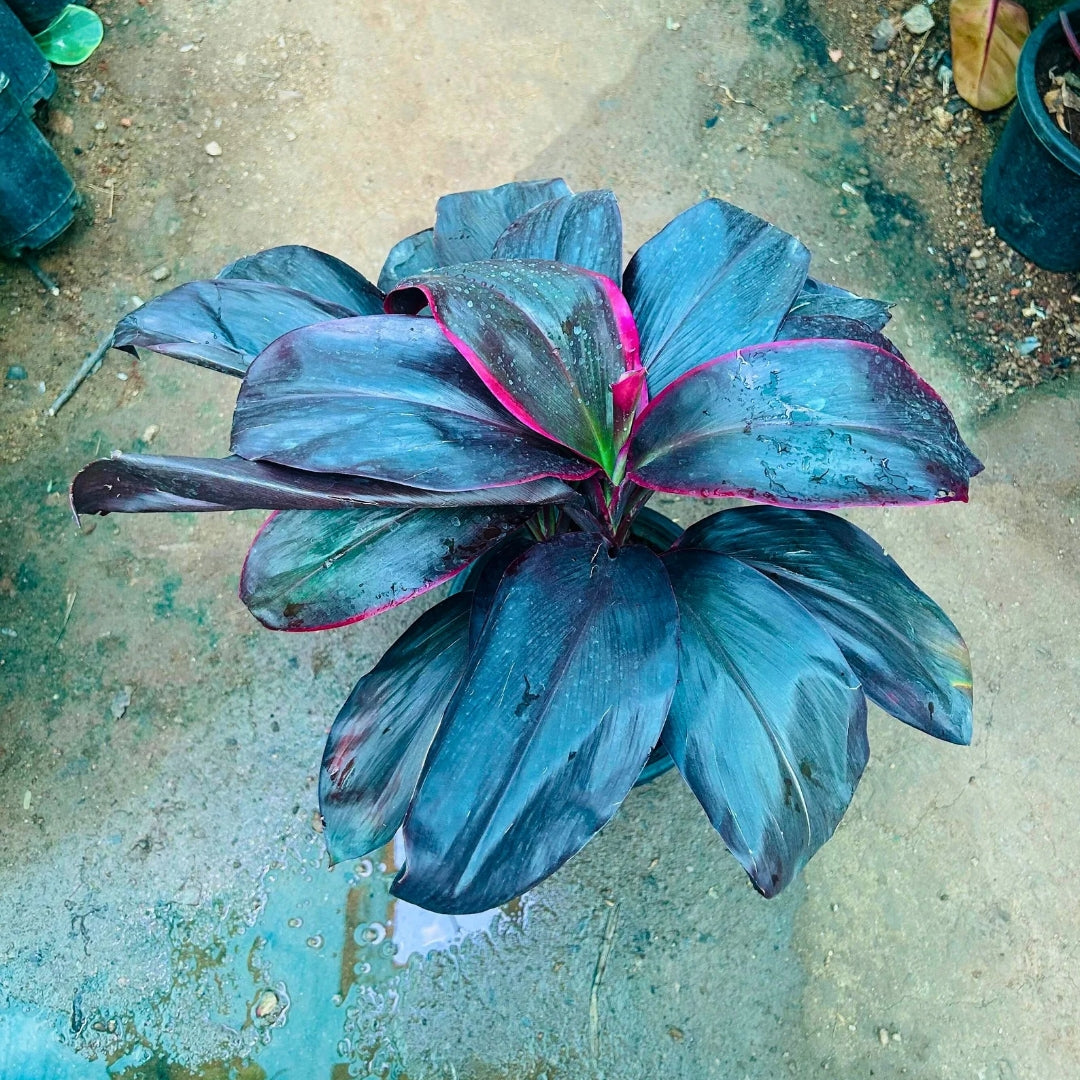 Dracaena Fruticosa