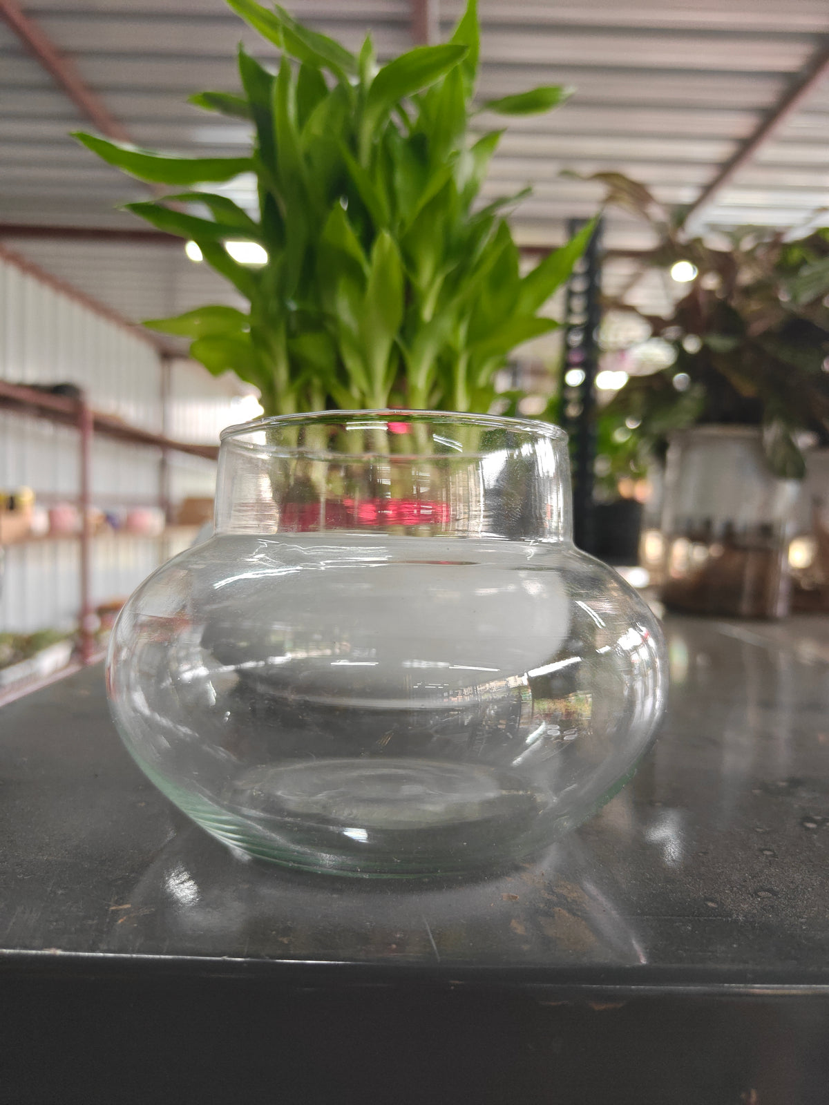 Lucky bamboo Bowl