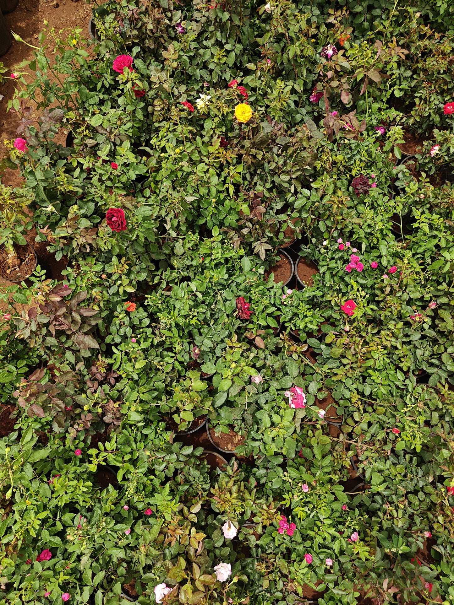 Rose Pot