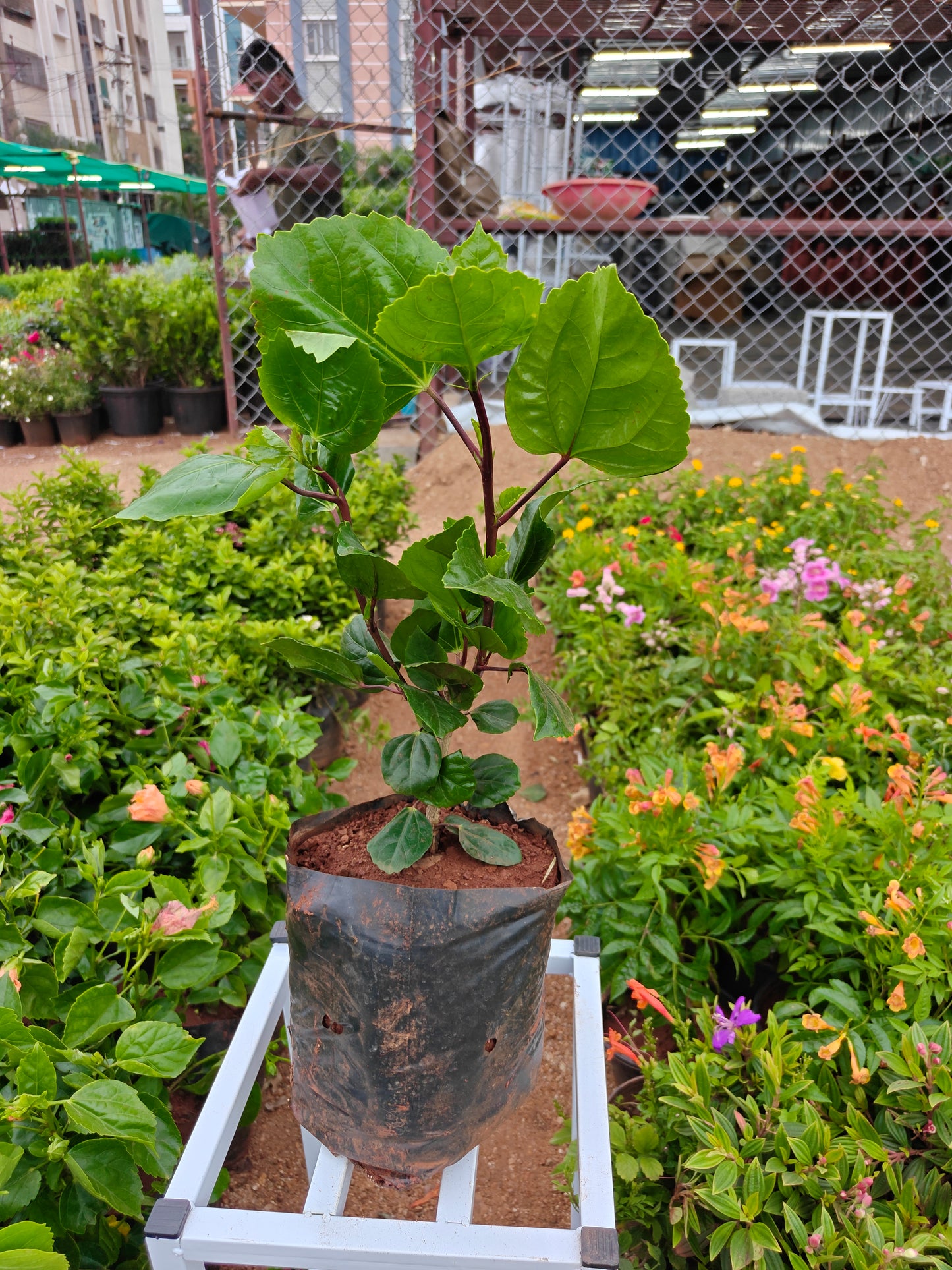 Double Hibiscus