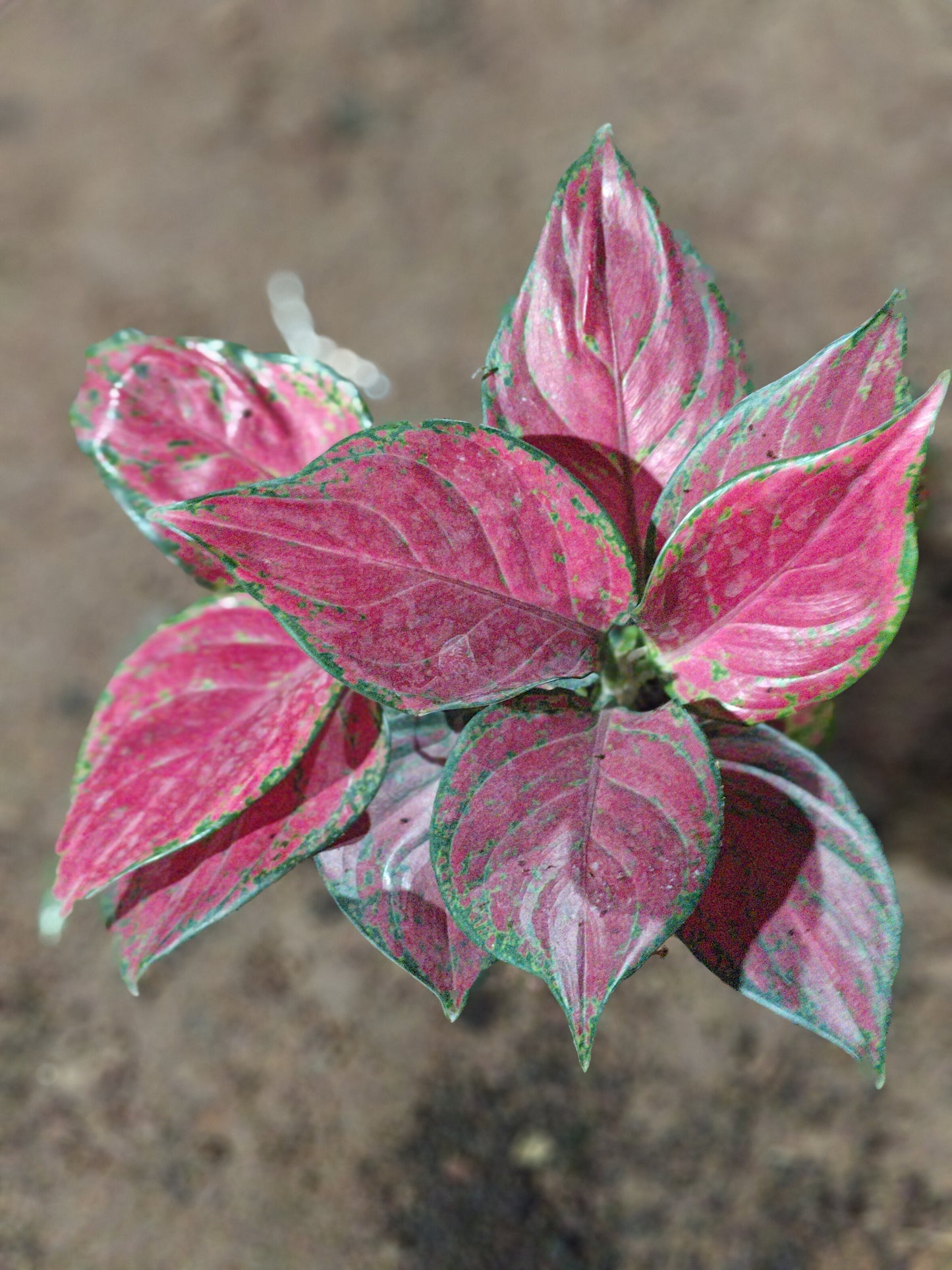 Aglaonema Pink (Beauty)