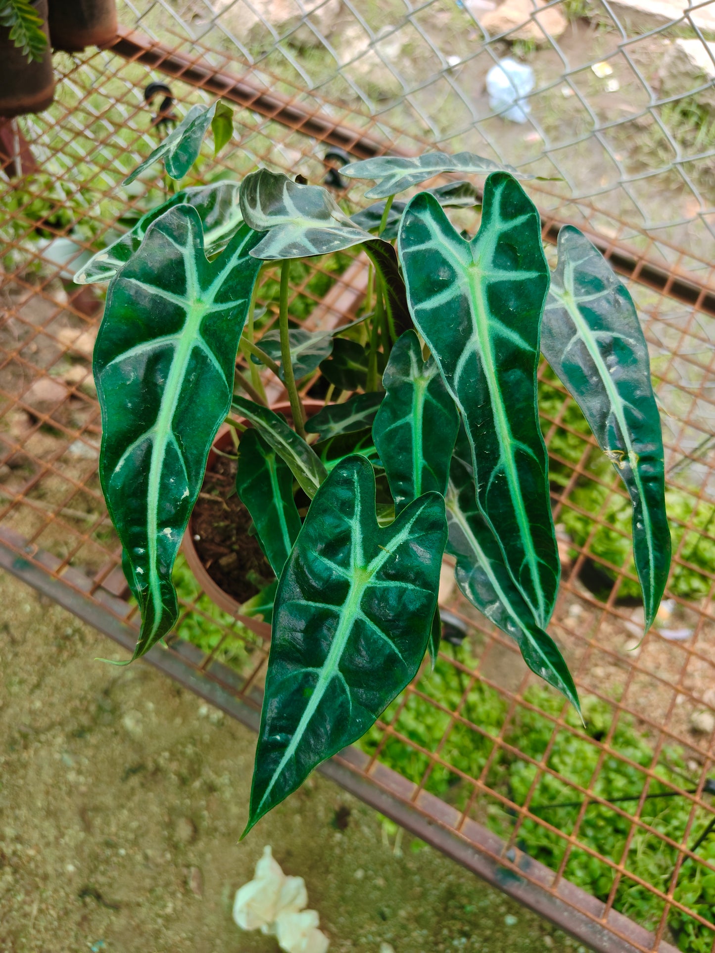 Alocasia Poly Narrow leaf