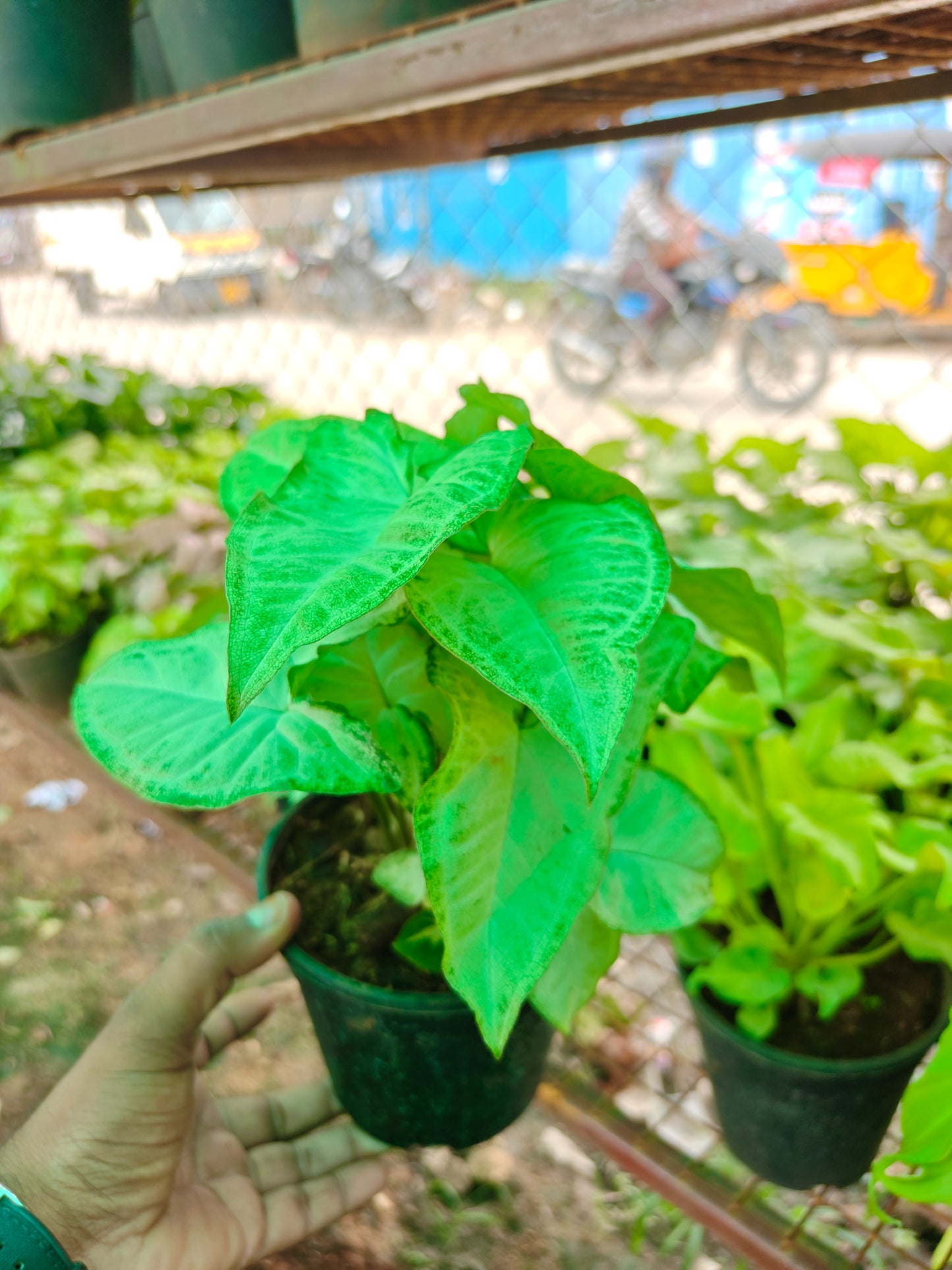 Syngonium varieties