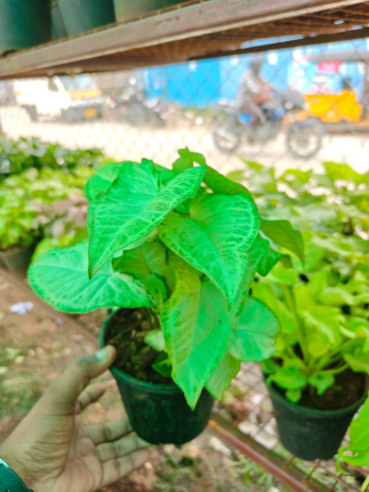 Syngonium varieties