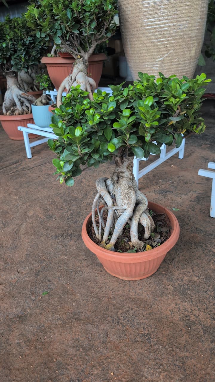 Ficus Bonsai