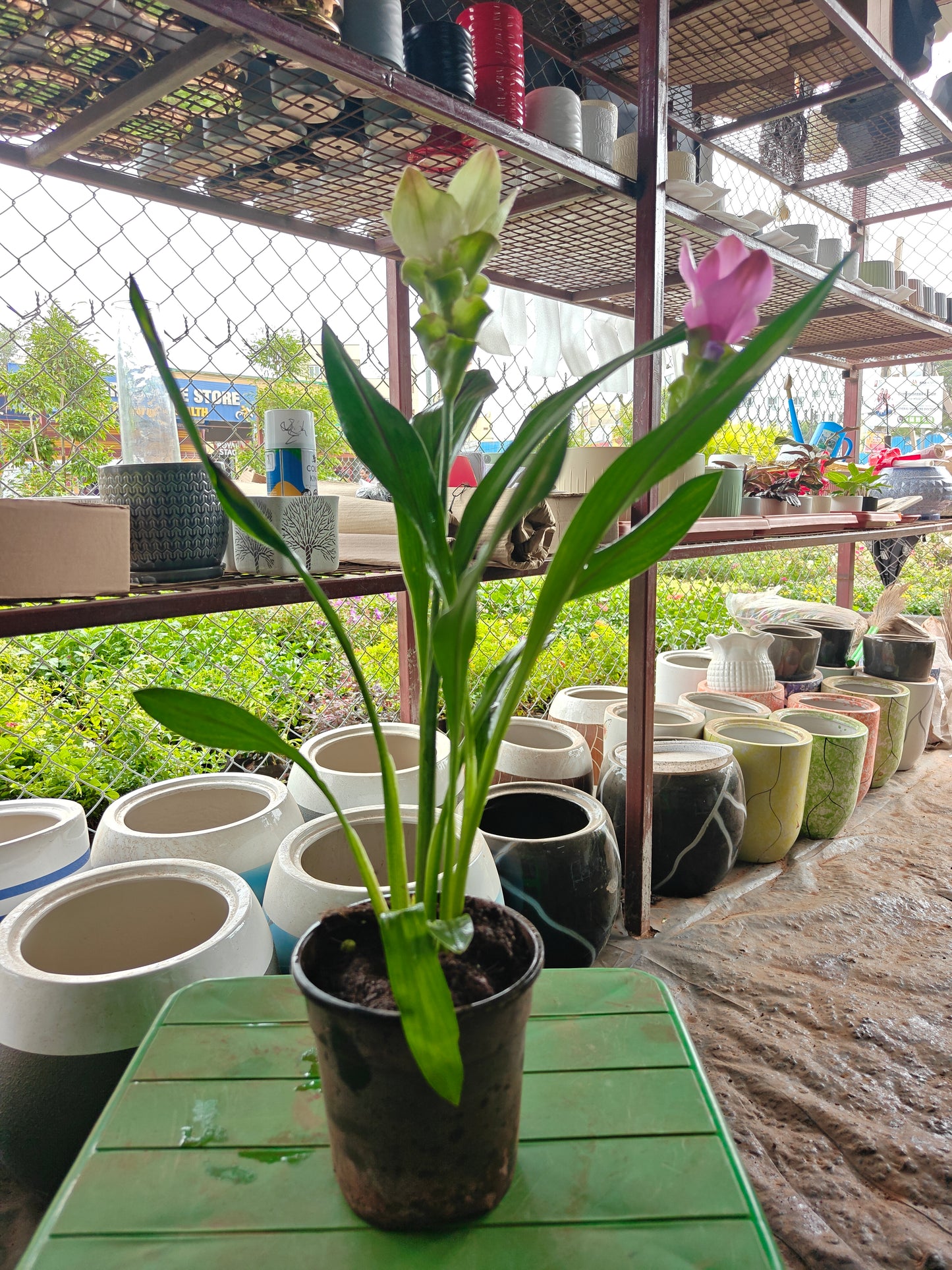 Curcuma