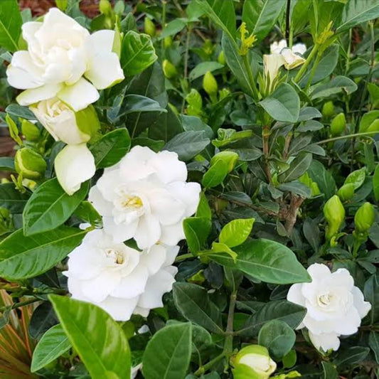 Govardhan Flower Plant ( Gardenia )