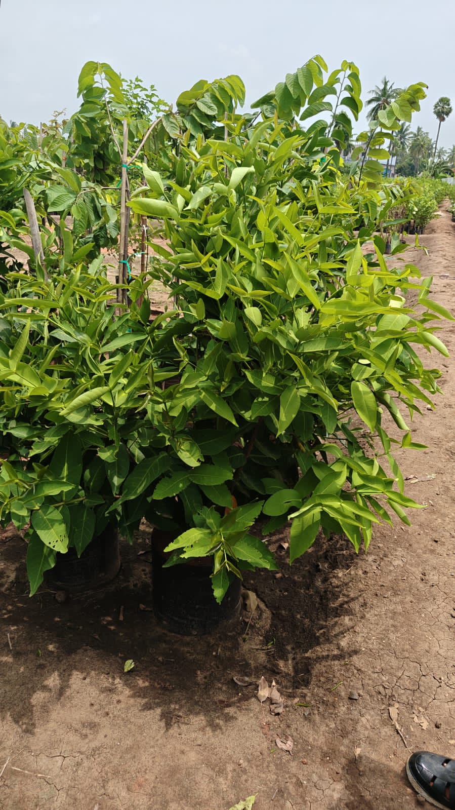 Water Apple Plant