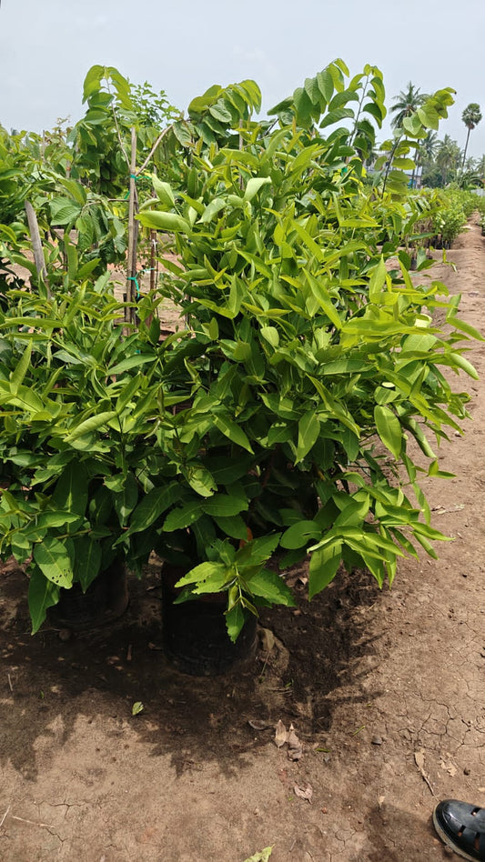 Water Apple Plant
