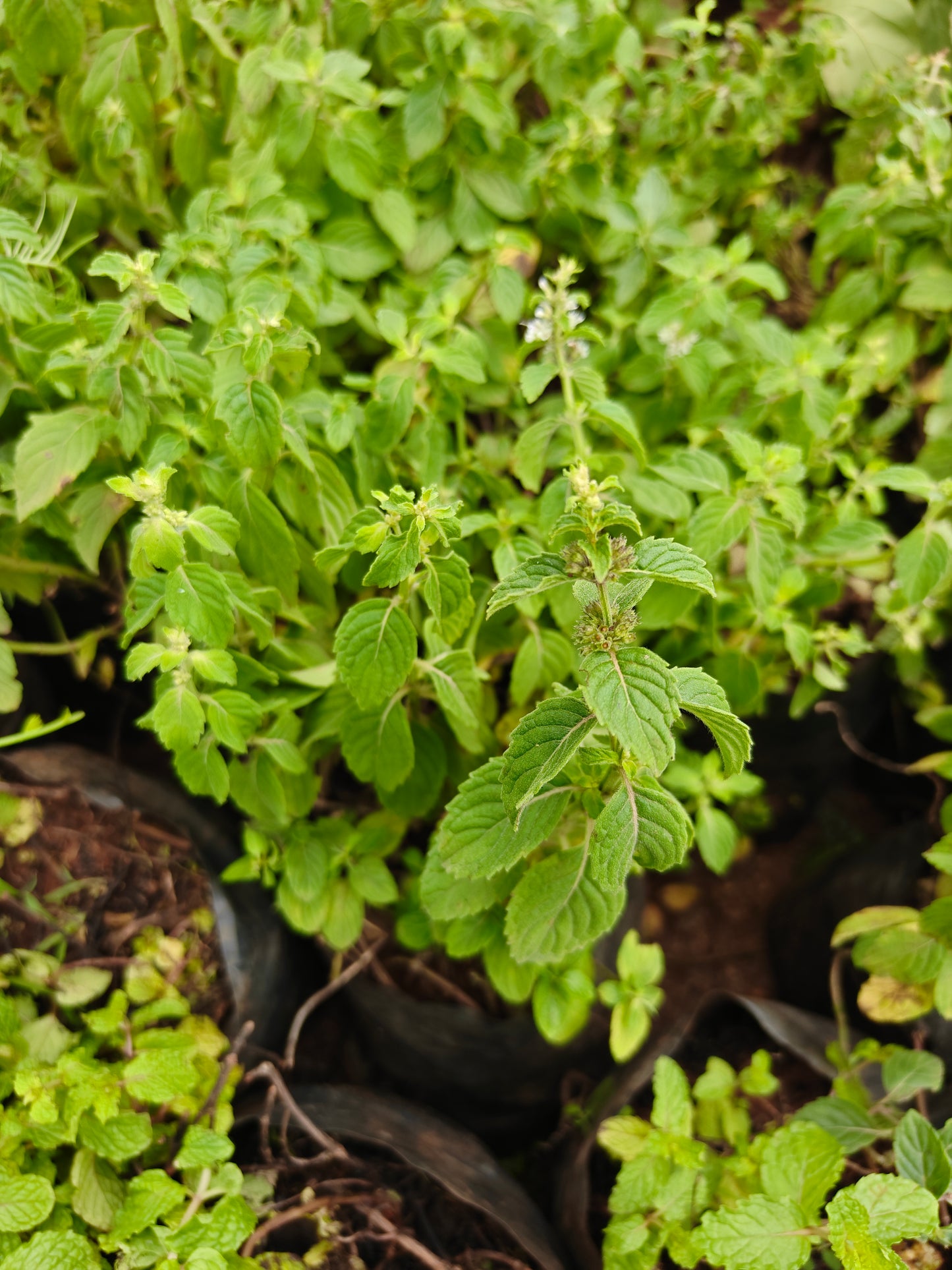 Mint Tulasi plant