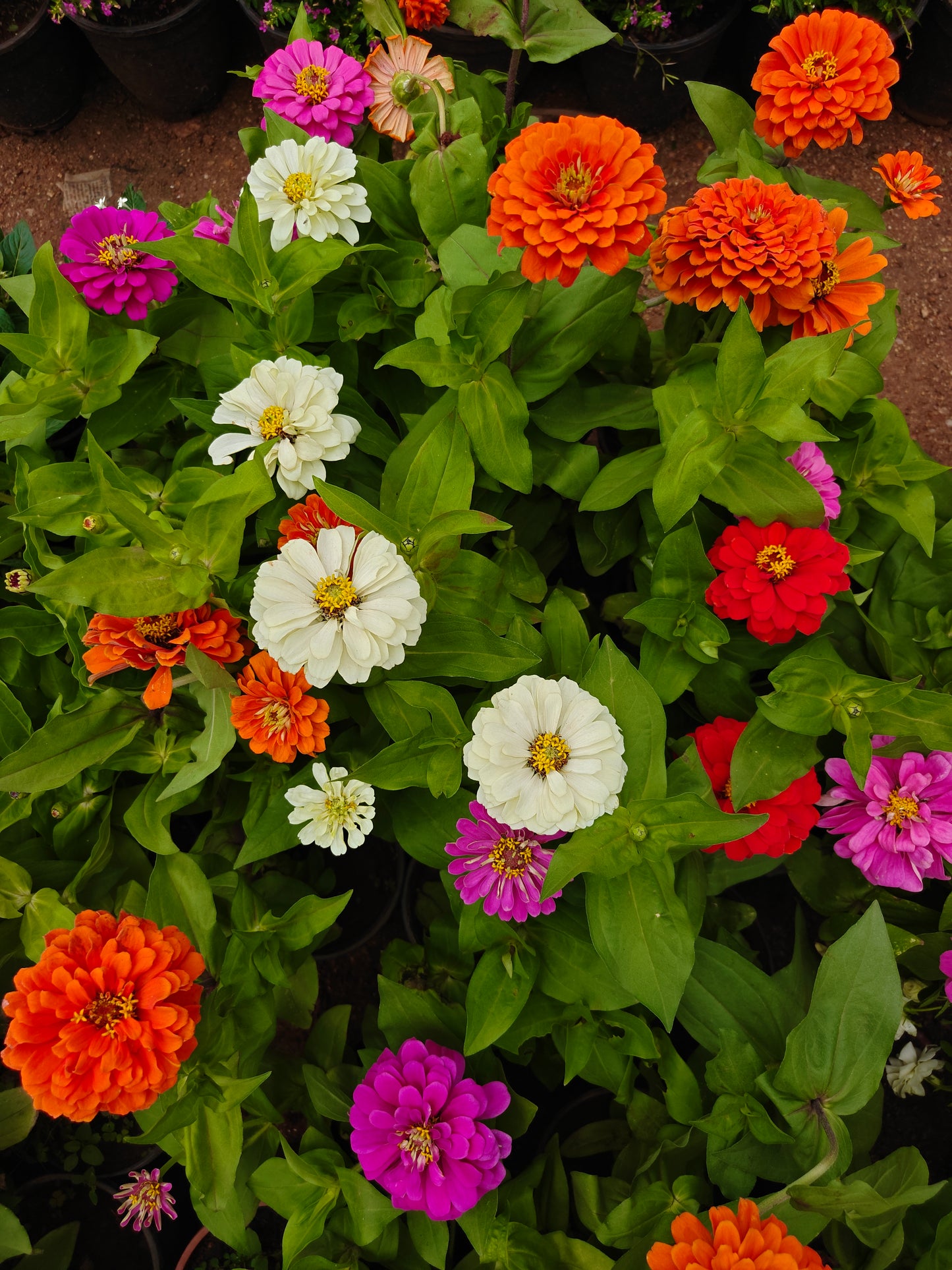 Zinnia Mix Colour