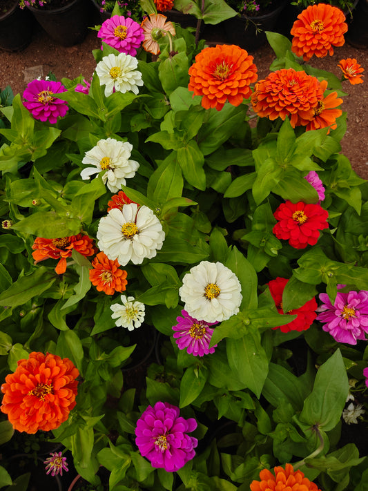 Zinnia Mix Colour