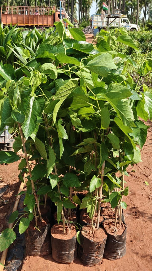 Malbery plant