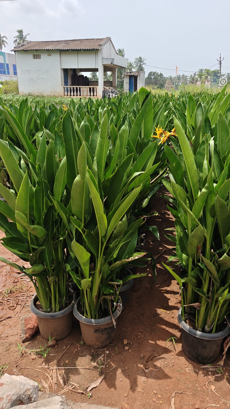 Water Heliconia pot