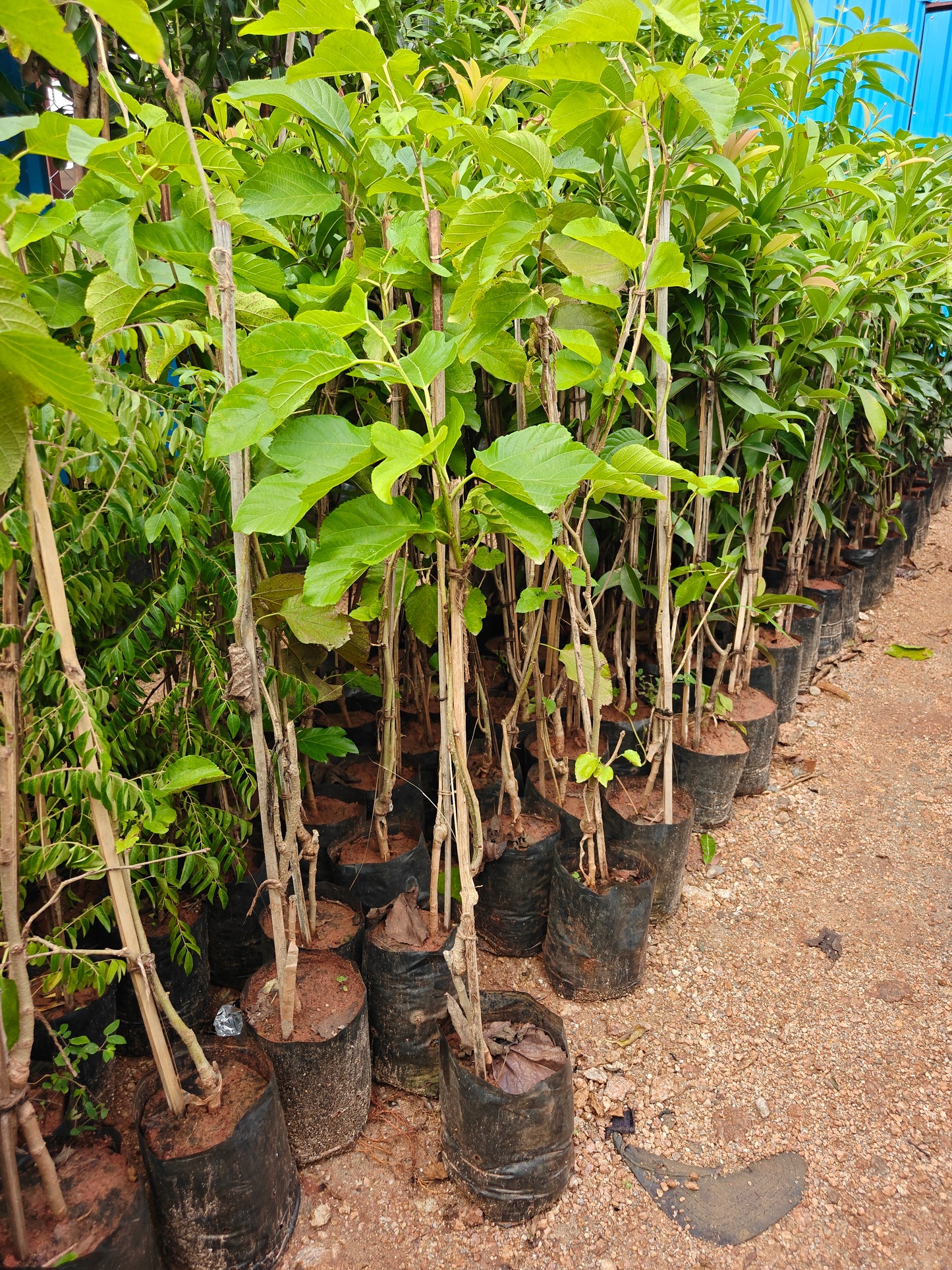Mulberry Plant