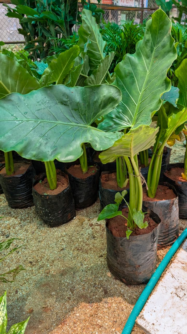 Alocasia