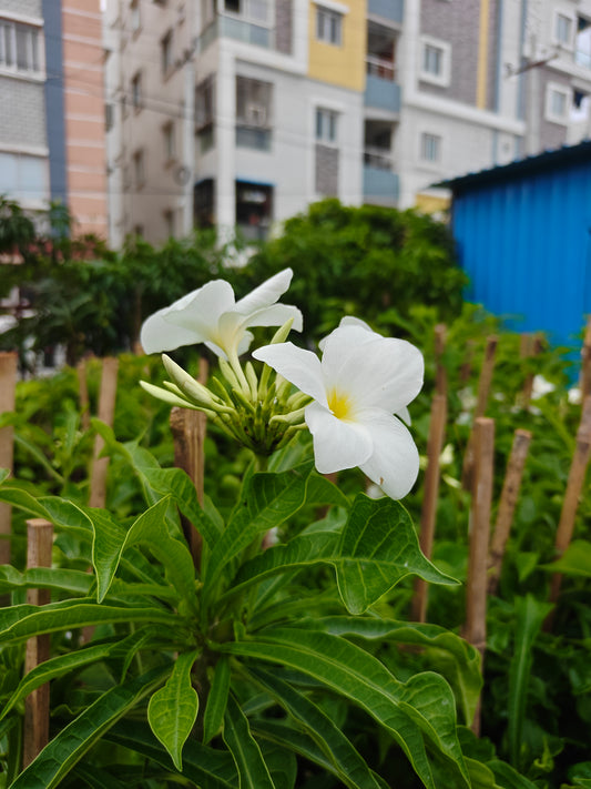 Plumeria Pudica