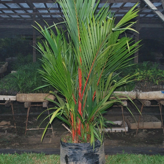 Red Palm