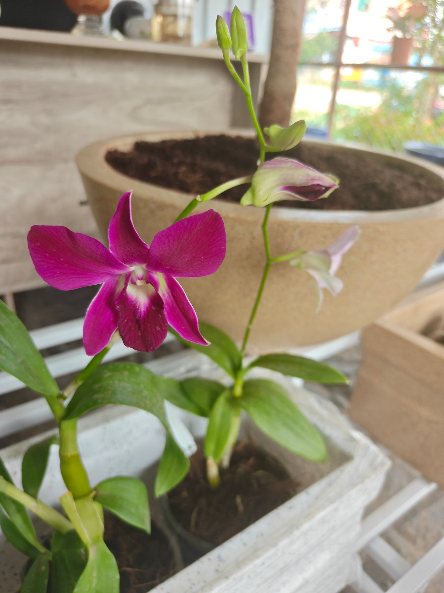 Orchid