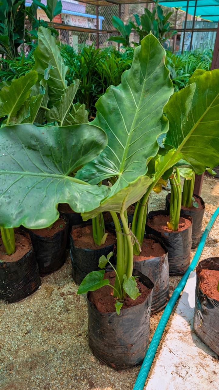 Alocasia