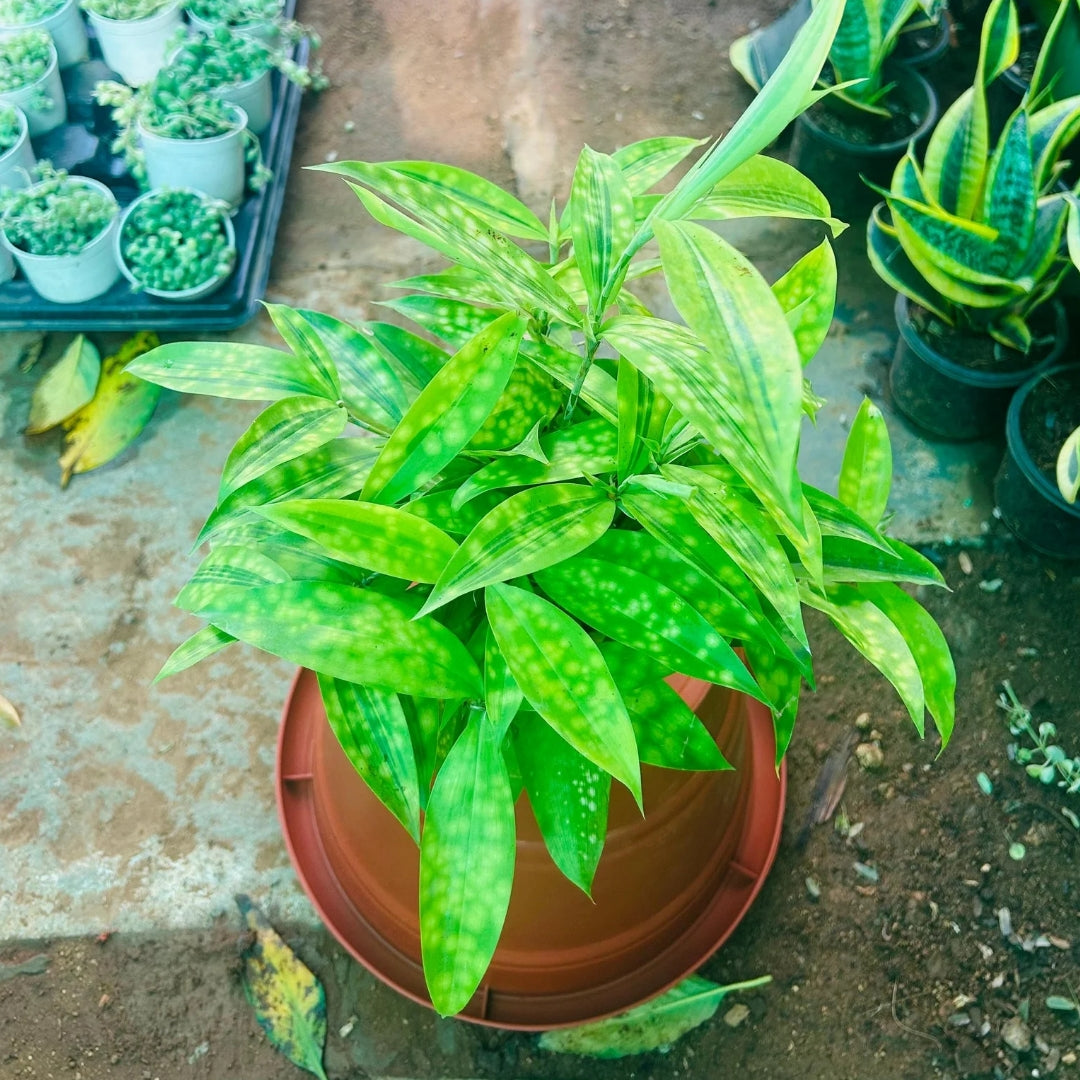 Dracaena Golden Milky