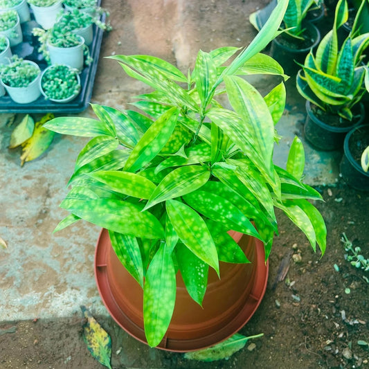 Dracaena Golden Milky