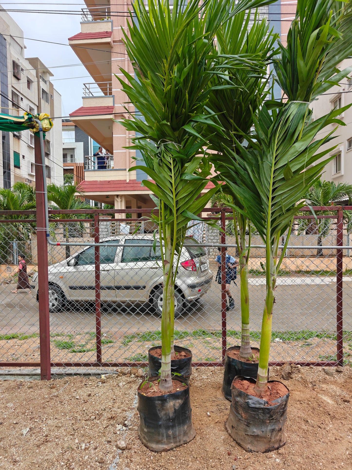 Mirchimeri green