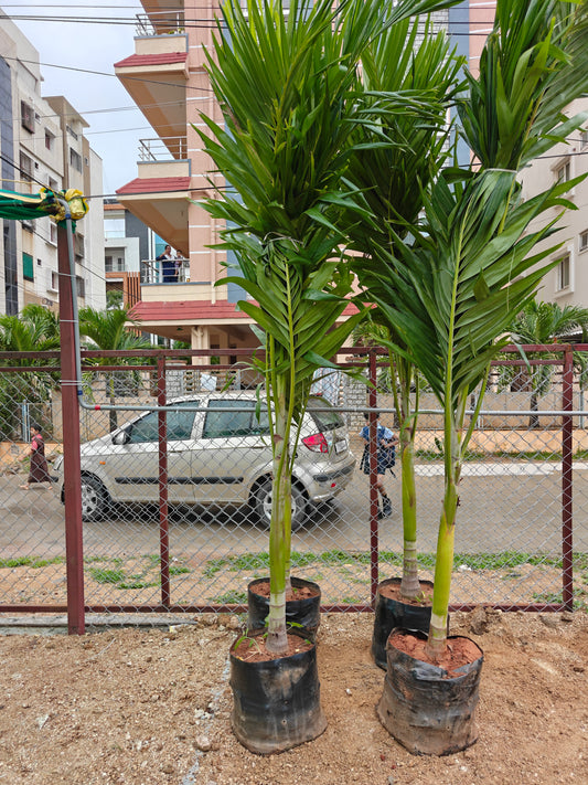 Mirchimeri green