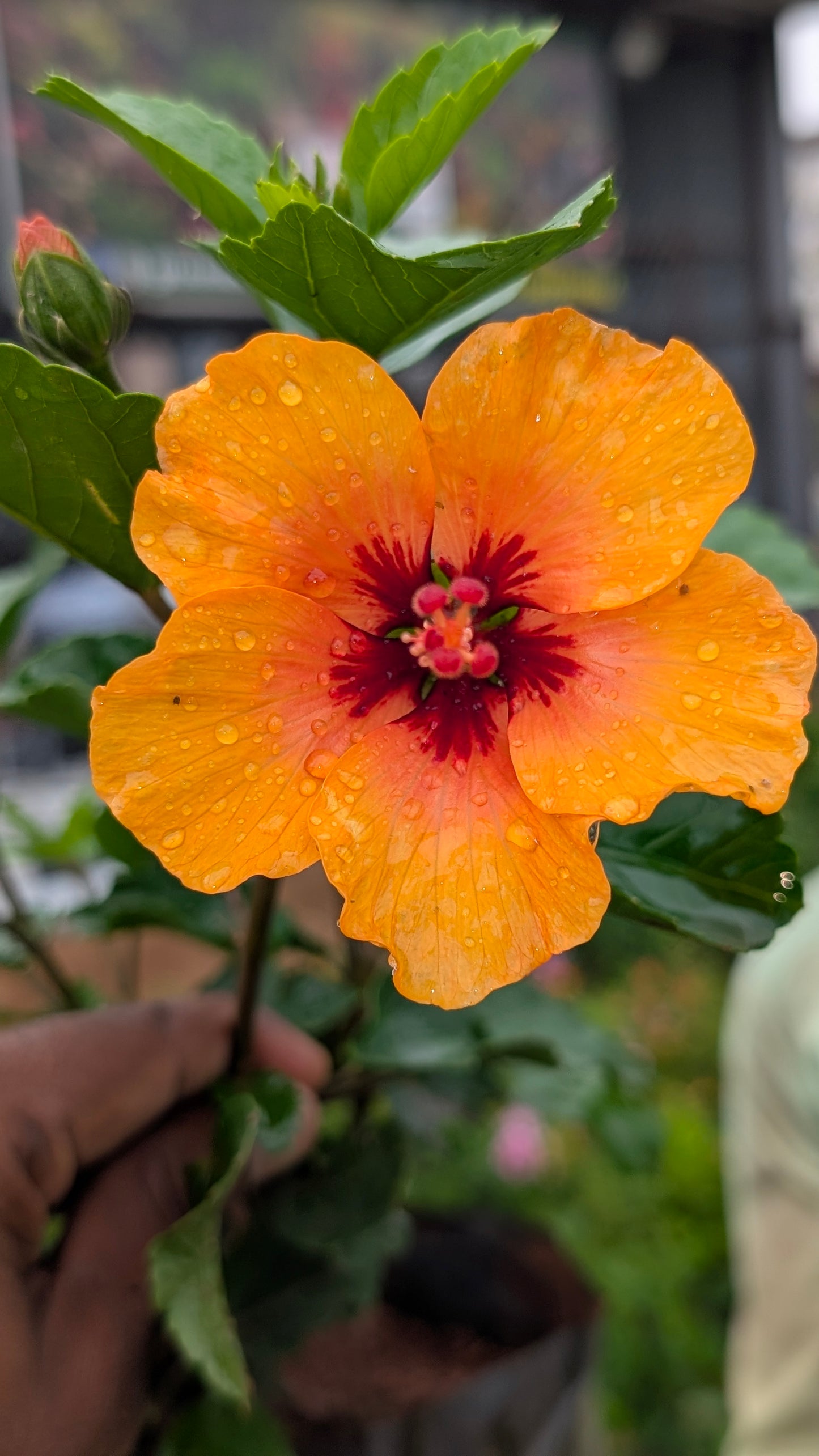 Hibiscus mix