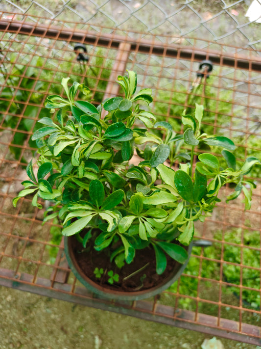 Schefflera Dwarf