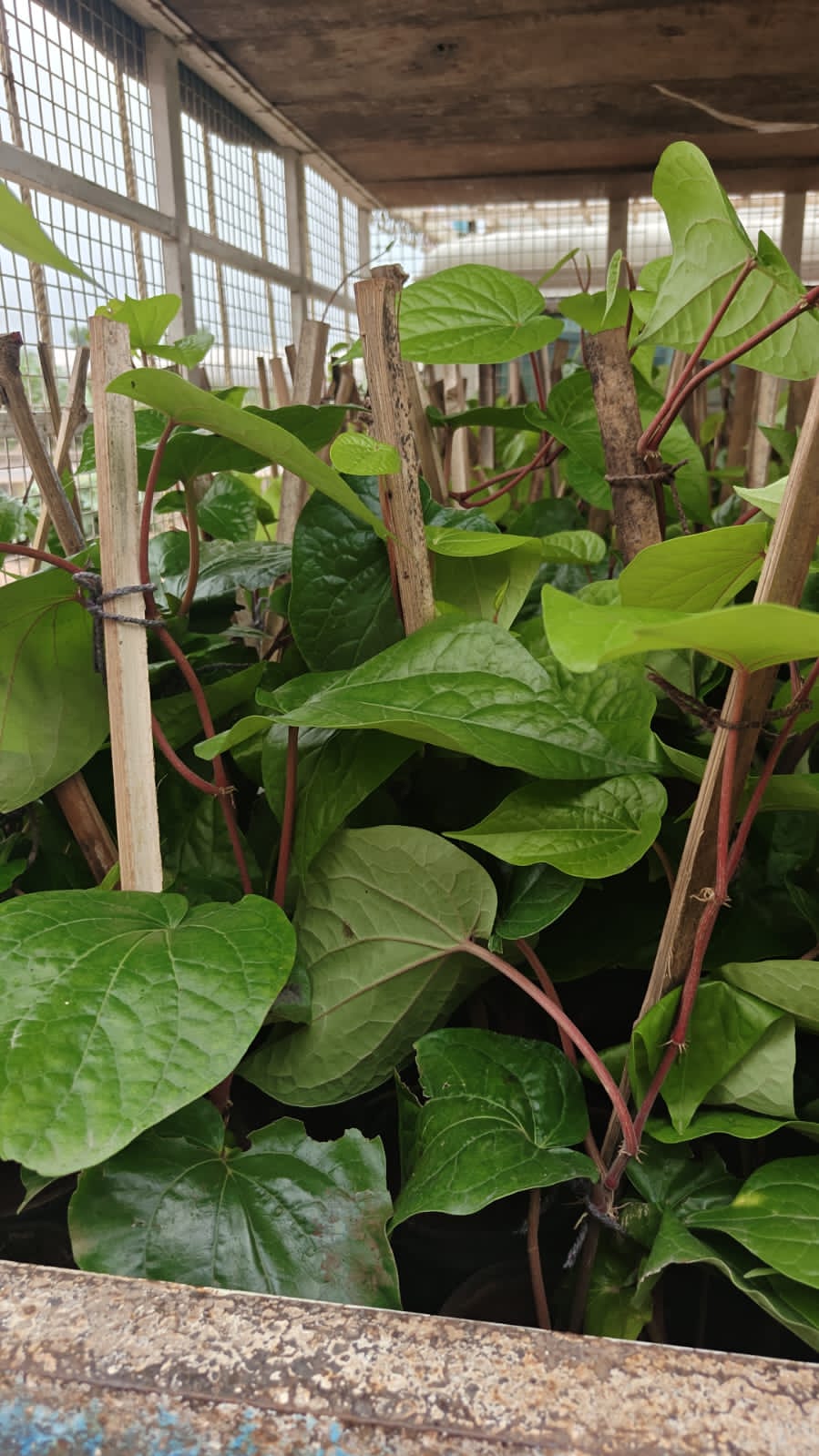 Calcutta Paan ( Big leaf )