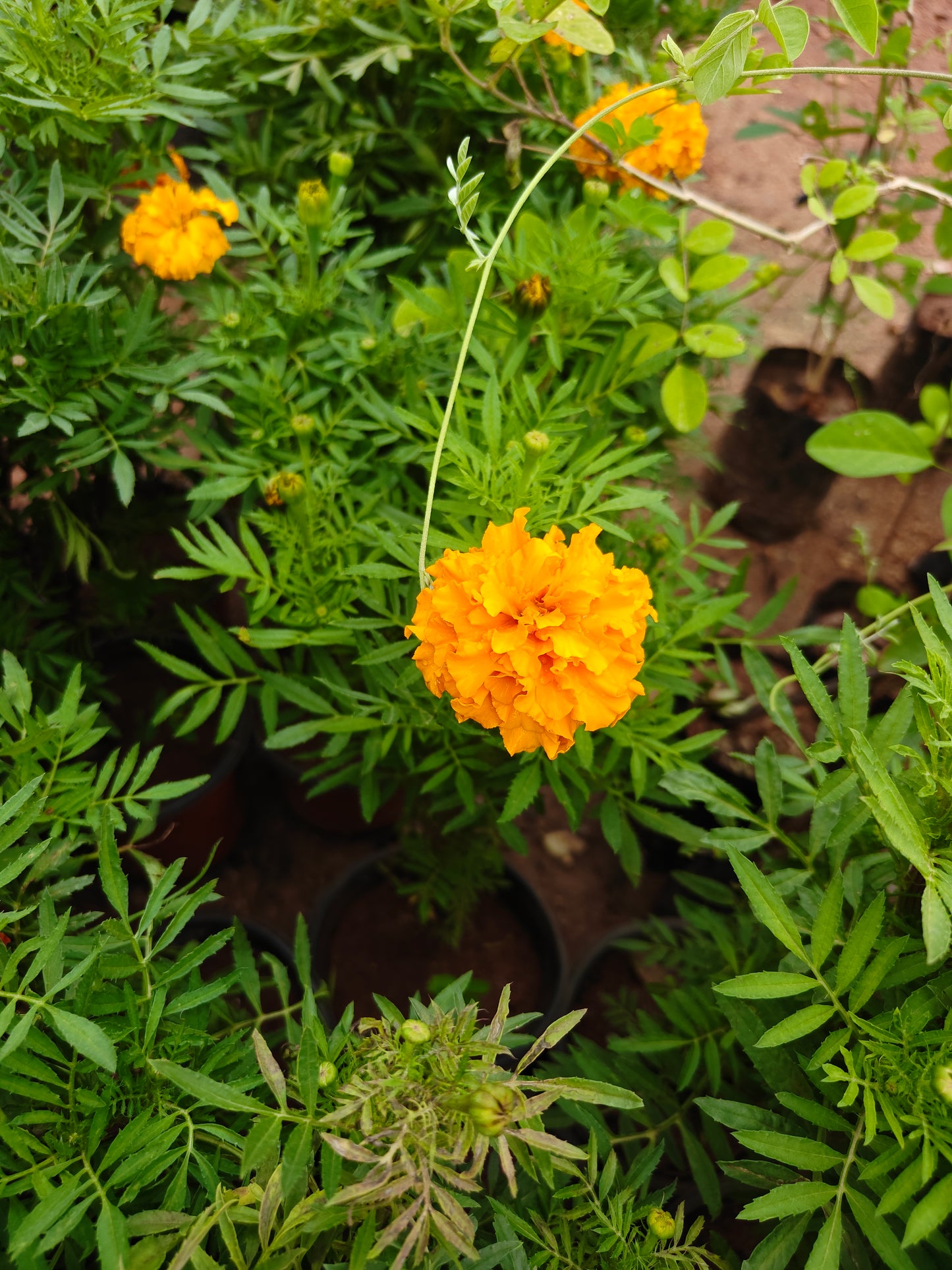 Mari gold ( Banthi pulu )