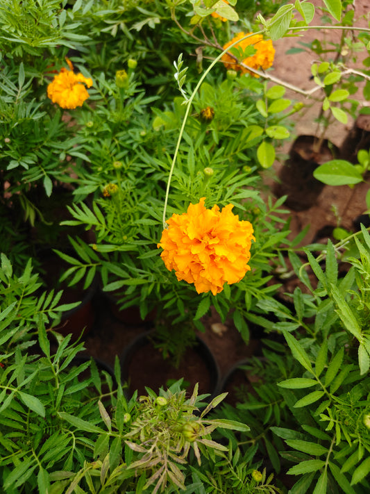 Mari gold ( Banthi pulu )
